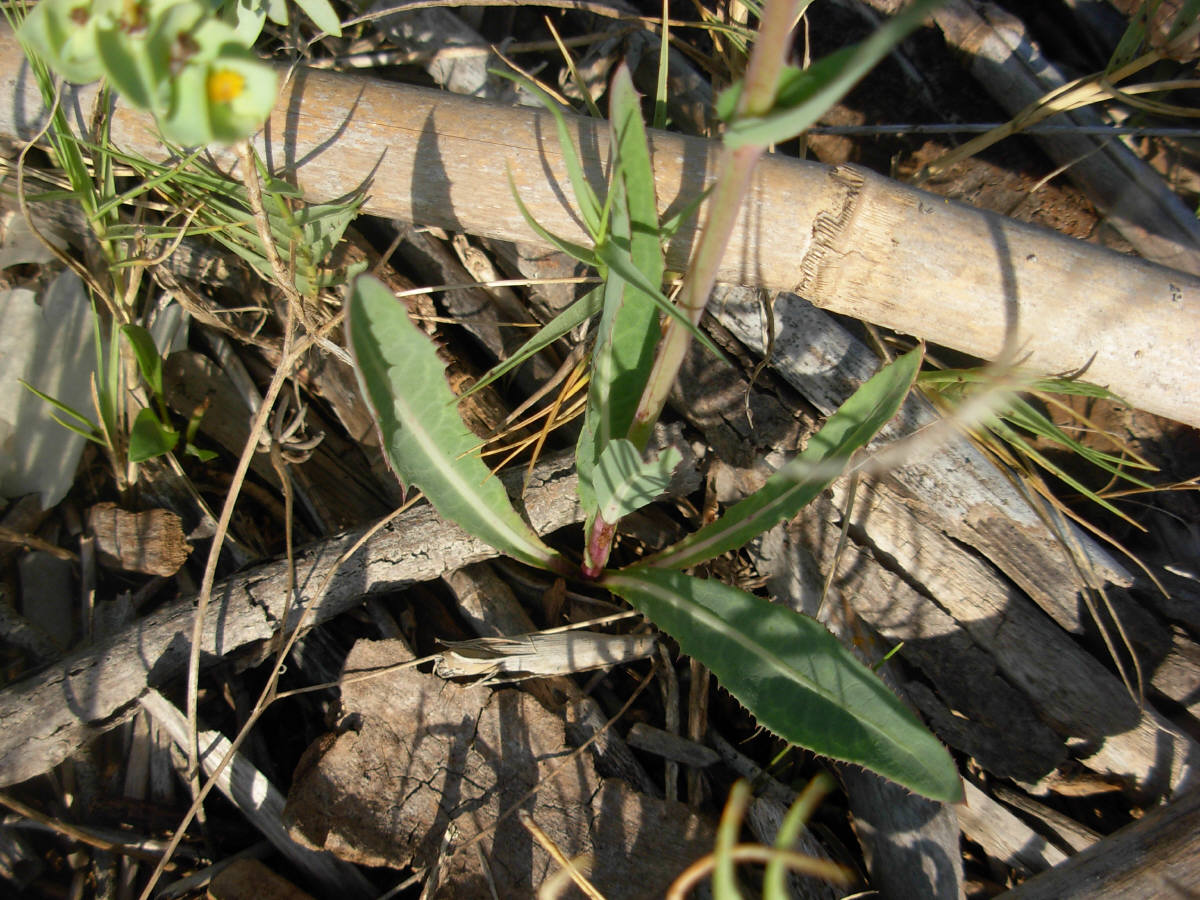 Sonchus maritimus L. / Grespino marittimo